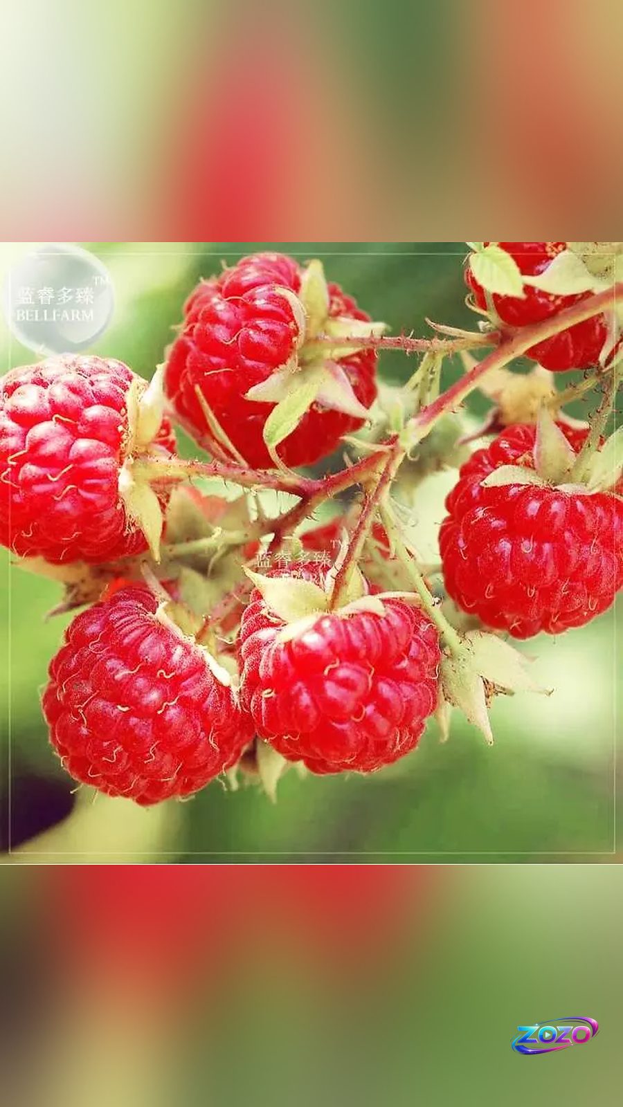 Mulai Petualangan Berkebun Anda dengan Bibit Raspberry Unggul, Isi 10 Biji!